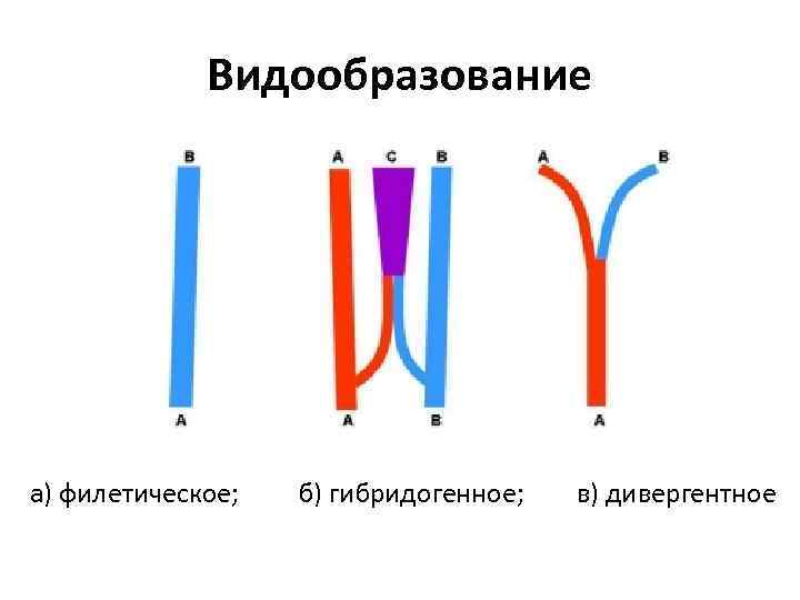 Видообразование а) филетическое; б) гибридогенное; в) дивергентное 