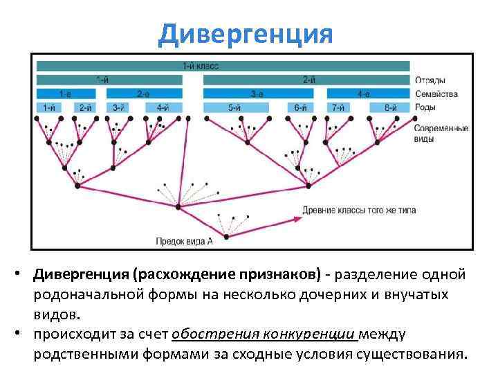 Дивергенция • Дивергенция (расхождение признаков) - разделение одной родоначальной формы на несколько дочерних и