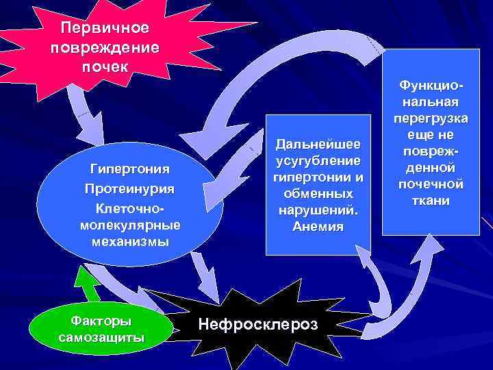 Первичное повреждение почек Гипертония Протеинурия Клеточномолекулярные механизмы Факторы самозащиты Дальнейшее усугубление гипертонии и обменных