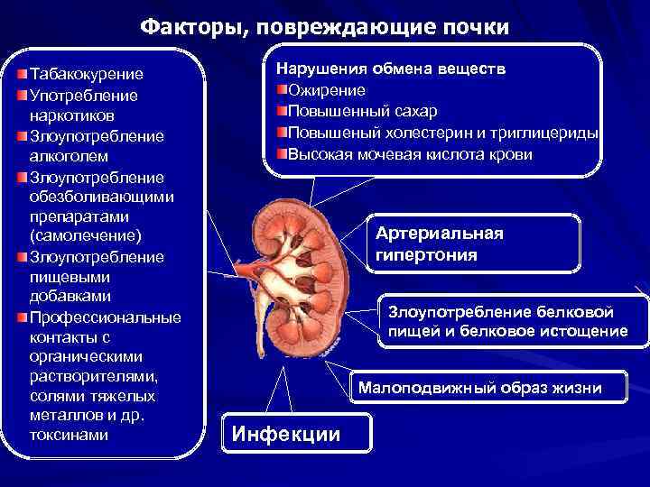 Факторы, повреждающие почки Табакокурение Употребление наркотиков Злоупотребление алкоголем Злоупотребление обезболивающими препаратами (самолечение) Злоупотребление пищевыми