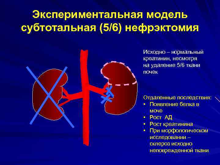 Экспериментальная модель субтотальная (5/6) нефрэктомия Исходно – нормальный креатинин, несмотря на удаление 5/6 ткани