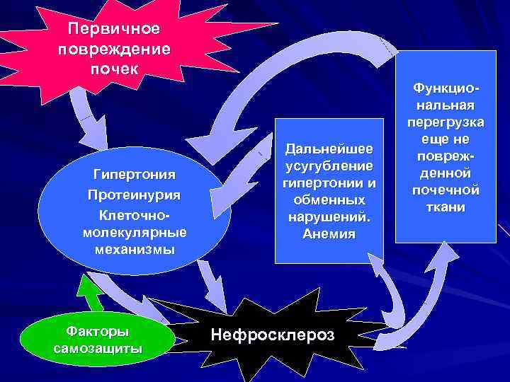 Первичное повреждение почек Гипертония Протеинурия Клеточномолекулярные механизмы Факторы самозащиты Дальнейшее усугубление гипертонии и обменных