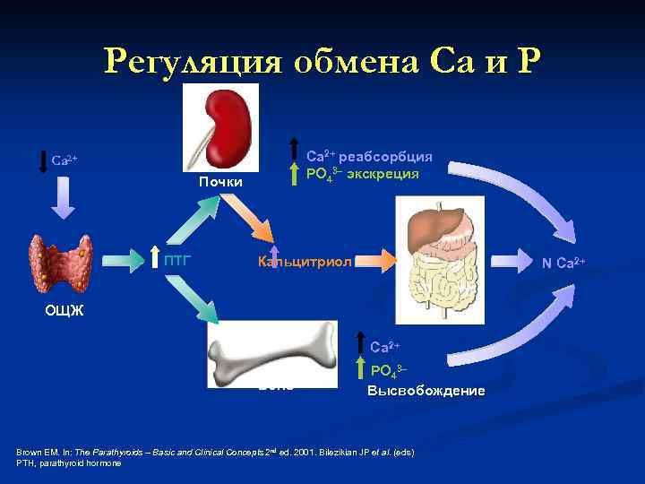 Регуляция обмена Са и Р Ca 2+ реабсорбция PO 43– экскреция Ca 2+ Почки