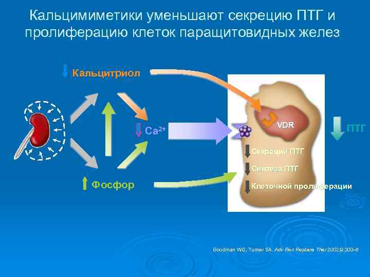 Кальцимиметики уменьшают секрецию ПТГ и пролиферацию клеток паращитовидных желез Кальцитриол Ca. R Ca 2+