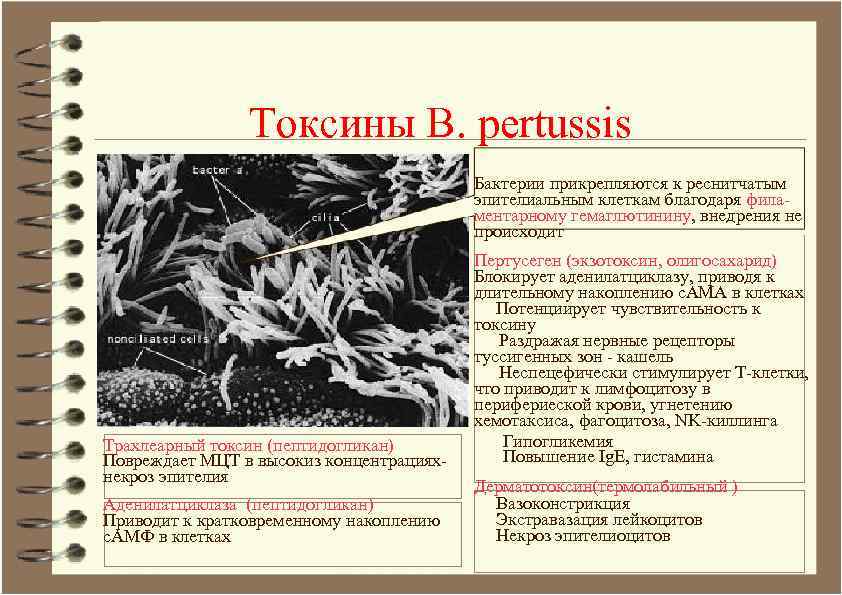 Токсины B. pertussis Бактерии прикрепляются к реснитчатым эпителиальным клеткам благодаря филаментарному гемаглютинину, внедрения не