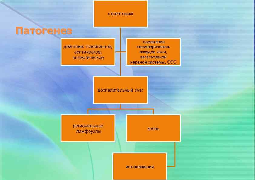 стрептококк Патогенез действие: токсигенное, септическое, аллергическое поражение периферических сосудов кожи, вегетативной нервной системы, ССС