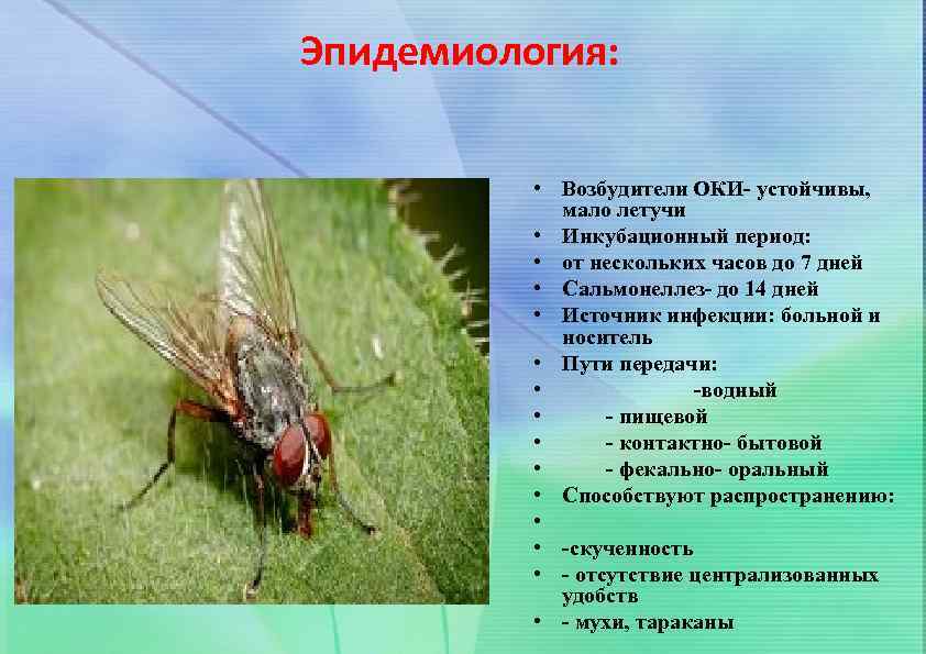 Эпидемиология: • Возбудители ОКИ- устойчивы, мало летучи • Инкубационный период: • от нескольких часов