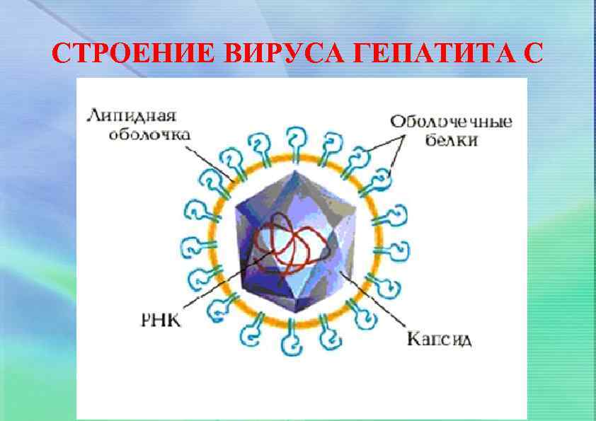 СТРОЕНИЕ ВИРУСА ГЕПАТИТА С 