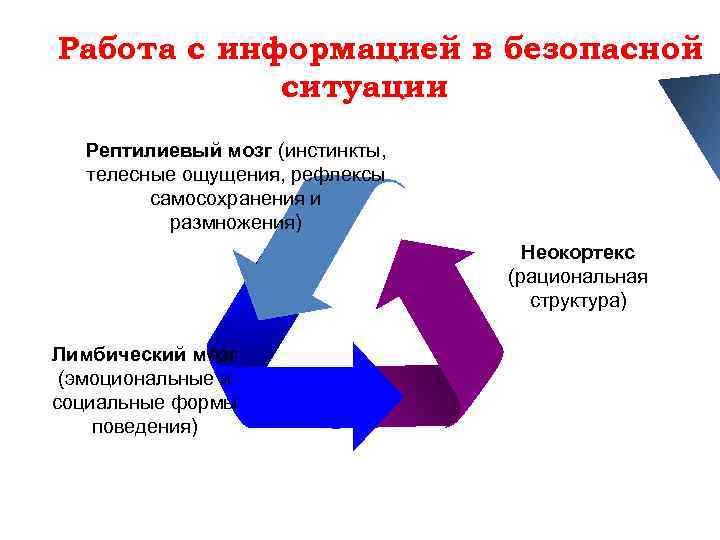 Работа с информацией в безопасной ситуации Рептилиевый мозг (инстинкты, телесные ощущения, рефлексы самосохранения и