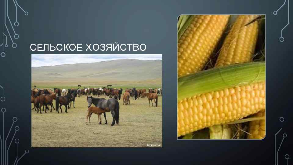 СЕЛЬСКОЕ ХОЗЯЙСТВО 