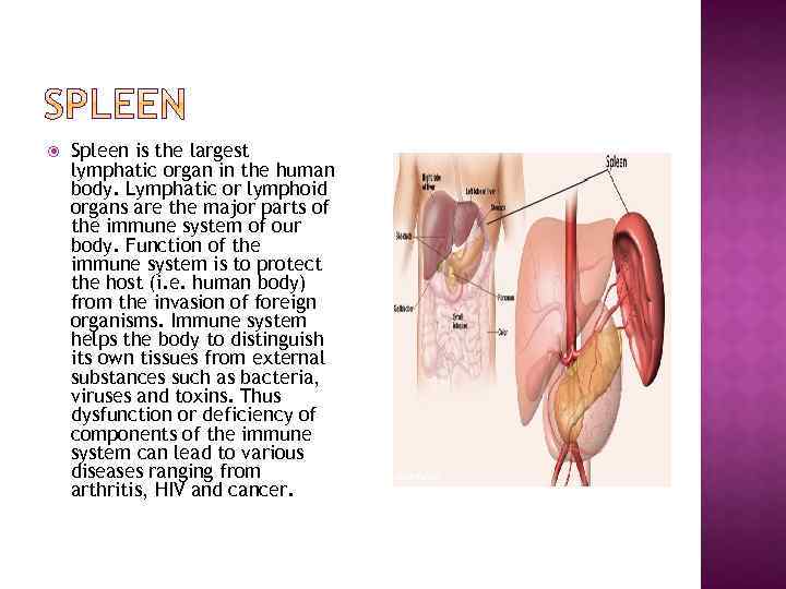  Spleen is the largest lymphatic organ in the human body. Lymphatic or lymphoid