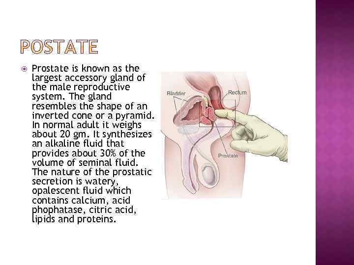  Prostate is known as the largest accessory gland of the male reproductive system.