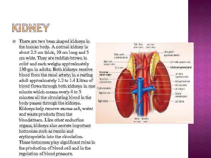  There are two bean shaped kidneys in the human body. A normal kidney