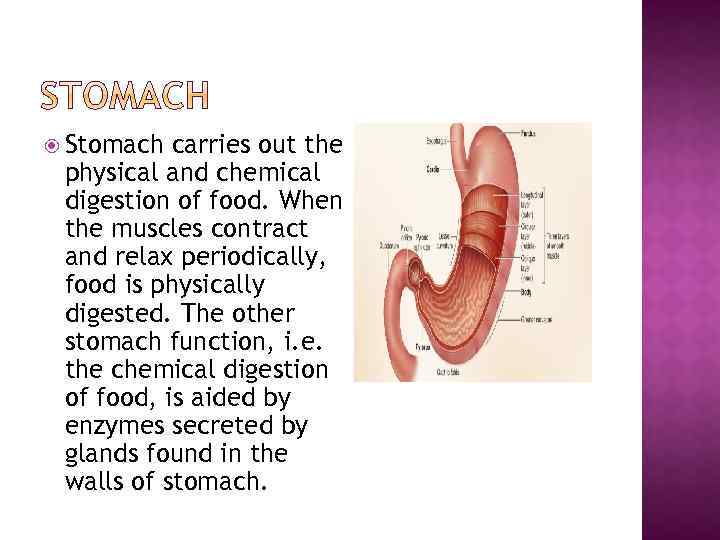  Stomach carries out the physical and chemical digestion of food. When the muscles