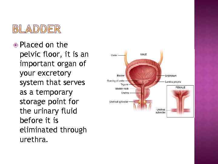  Placed on the pelvic floor, it is an important organ of your excretory