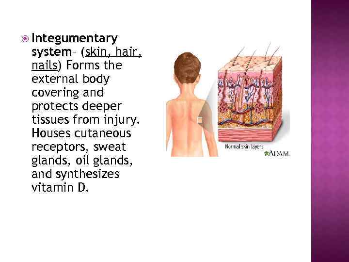  Integumentary system– (skin, hair, nails) Forms the external body covering and protects deeper