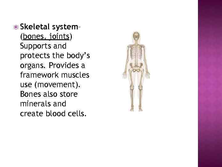  Skeletal system– (bones, joints) Supports and protects the body’s organs. Provides a framework