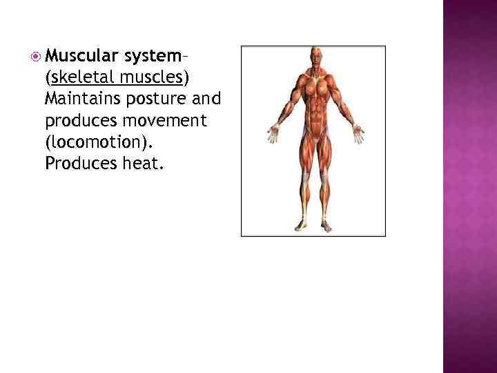  Muscular system– (skeletal muscles) Maintains posture and produces movement (locomotion). Produces heat. 