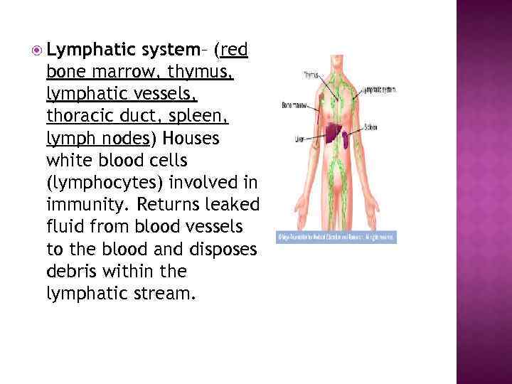  Lymphatic system– (red bone marrow, thymus, lymphatic vessels, thoracic duct, spleen, lymph nodes)