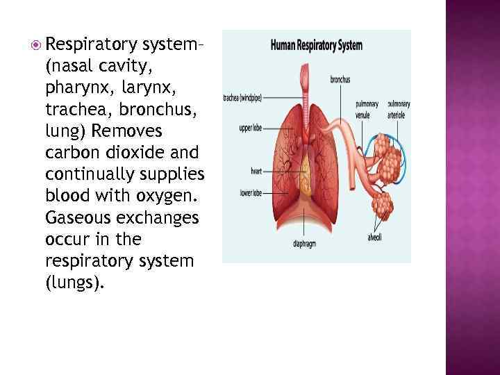  Respiratory system– (nasal cavity, pharynx, larynx, trachea, bronchus, lung) Removes carbon dioxide and