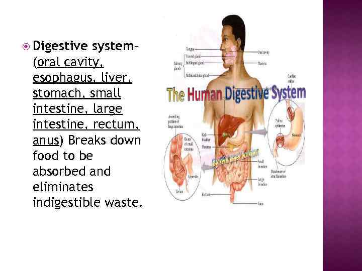  Digestive system– (oral cavity, esophagus, liver, stomach, small intestine, large intestine, rectum, anus)