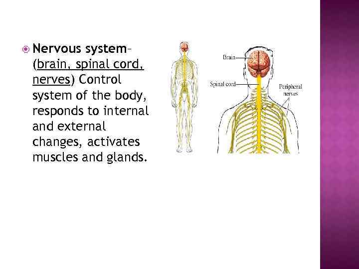  Nervous system– (brain, spinal cord, nerves) Control system of the body, responds to