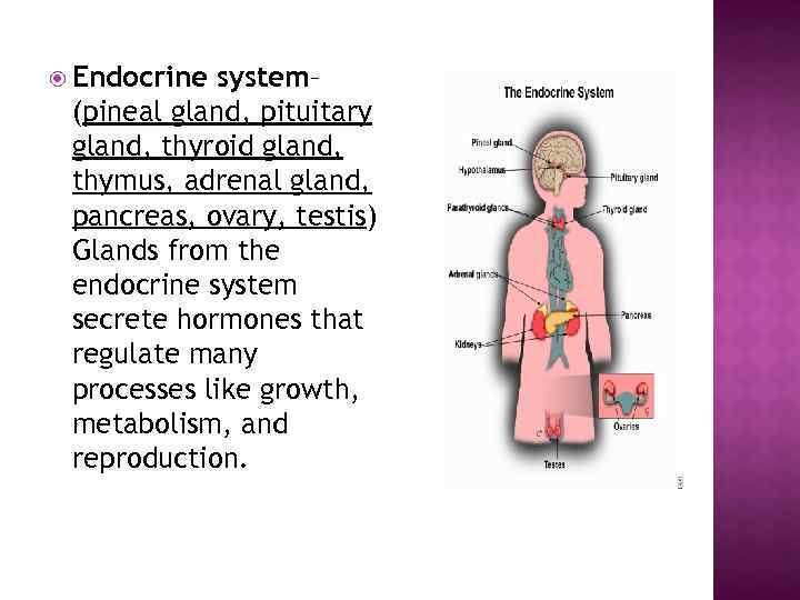  Endocrine system– (pineal gland, pituitary gland, thyroid gland, thymus, adrenal gland, pancreas, ovary,