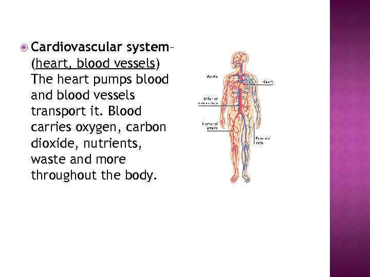  Cardiovascular system– (heart, blood vessels) The heart pumps blood and blood vessels transport