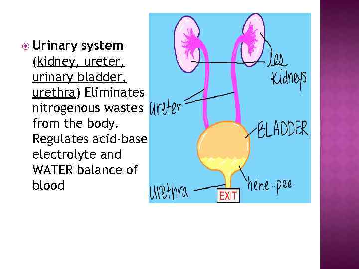  Urinary system– (kidney, ureter, urinary bladder, urethra) Eliminates nitrogenous wastes from the body.