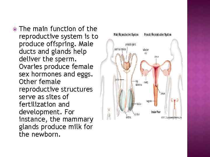  The main function of the reproductive system is to produce offspring. Male ducts