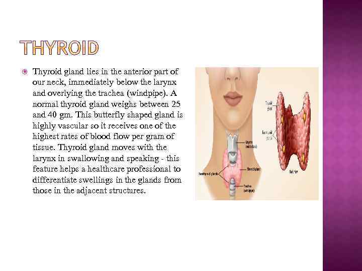  Thyroid gland lies in the anterior part of our neck, immediately below the