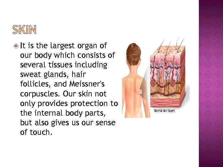  It is the largest organ of our body which consists of several tissues