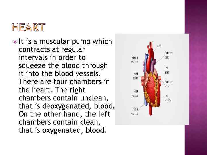  It is a muscular pump which contracts at regular intervals in order to