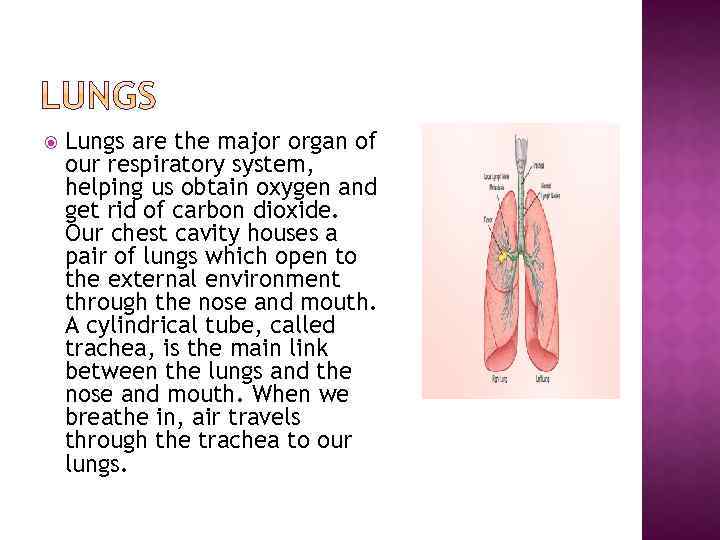  Lungs are the major organ of our respiratory system, helping us obtain oxygen