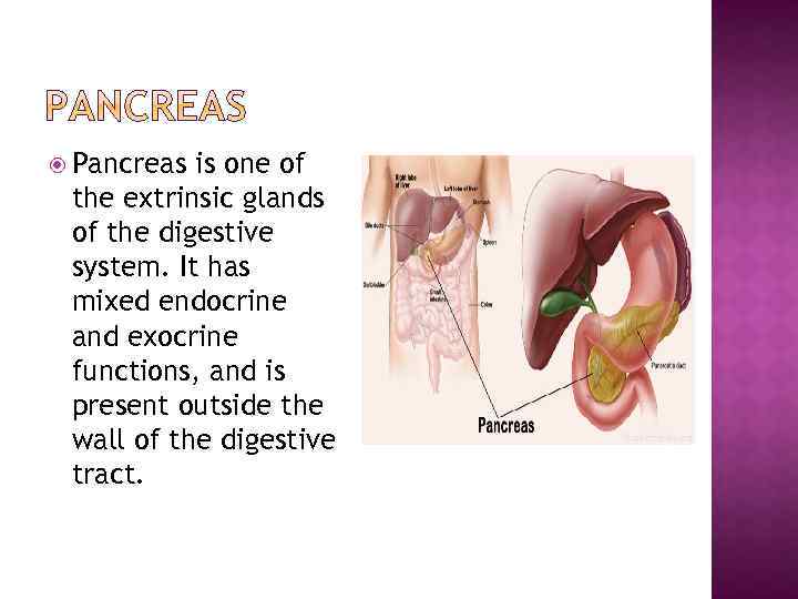  Pancreas is one of the extrinsic glands of the digestive system. It has