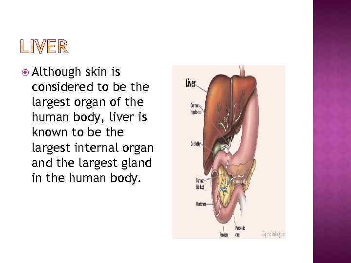  Although skin is considered to be the largest organ of the human body,