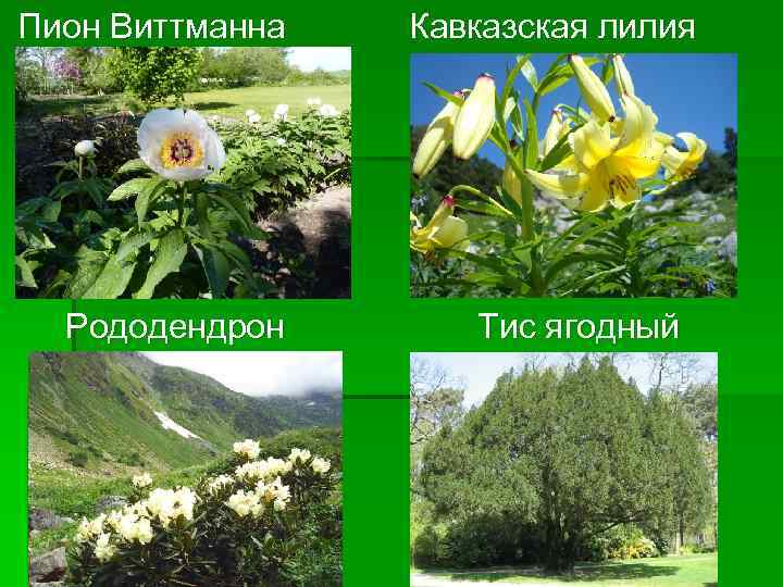 Пион Виттманна Рододендрон Кавказская лилия Тис ягодный 