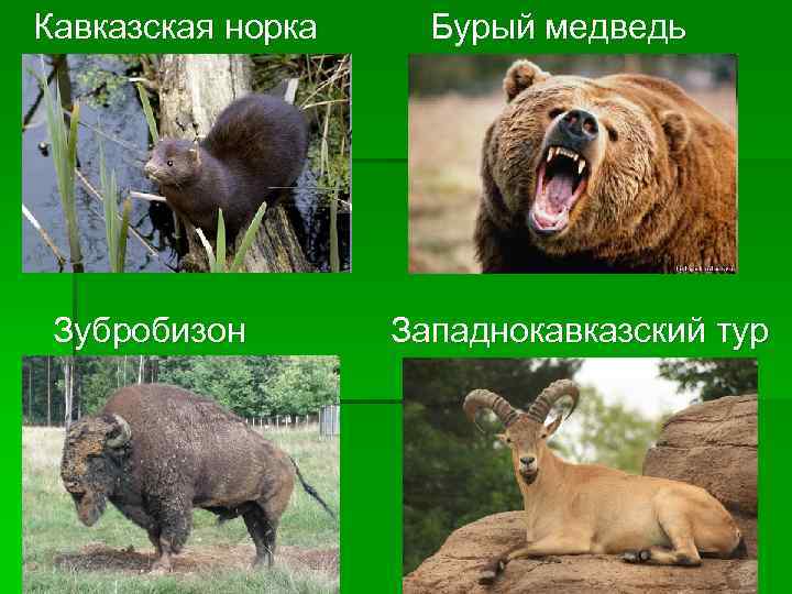 Кавказская норка Зубробизон Бурый медведь Западнокавказский тур 