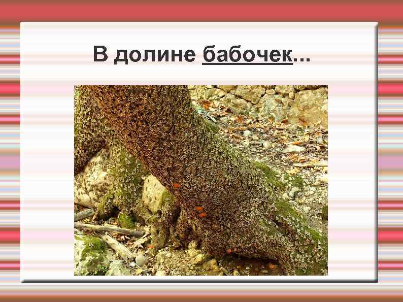 В долине бабочек. . . 