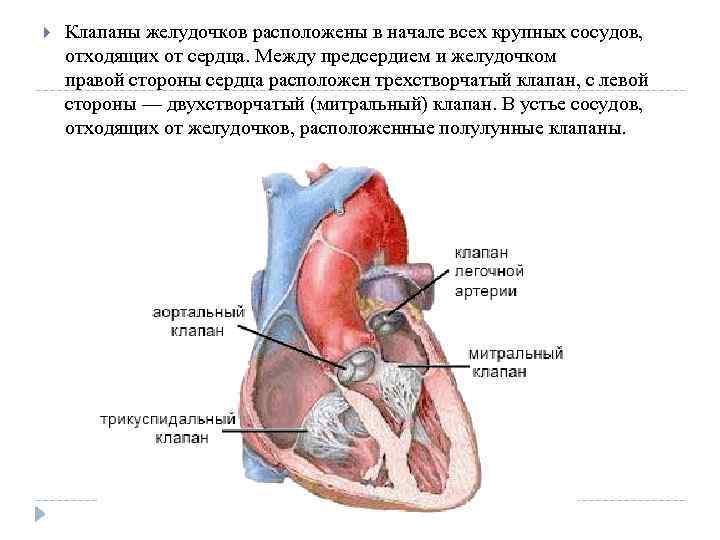  Клапаны желудочков расположены в начале всех крупных сосудов, отходящих от сердца. Между предсердием