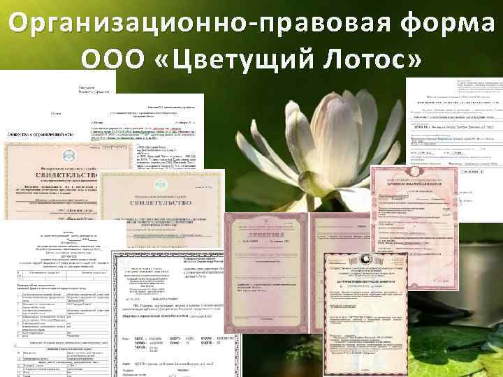 Организационно-правовая форма ООО «Цветущий Лотос» 