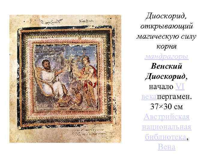 Диоскорид, открывающий магическую силу корня мандрагоры Венский Диоскорид, начало VI векапергамен. 37× 30 см