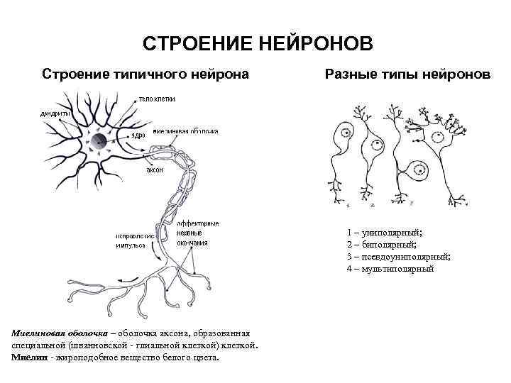 Особенности строения нервных клеток. Миелиновая оболочка нейрона. Строение нейрона типы нейронов. Строение униполярного нейрона.