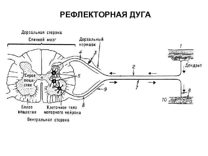 РЕФЛЕКТОРНАЯ ДУГА 