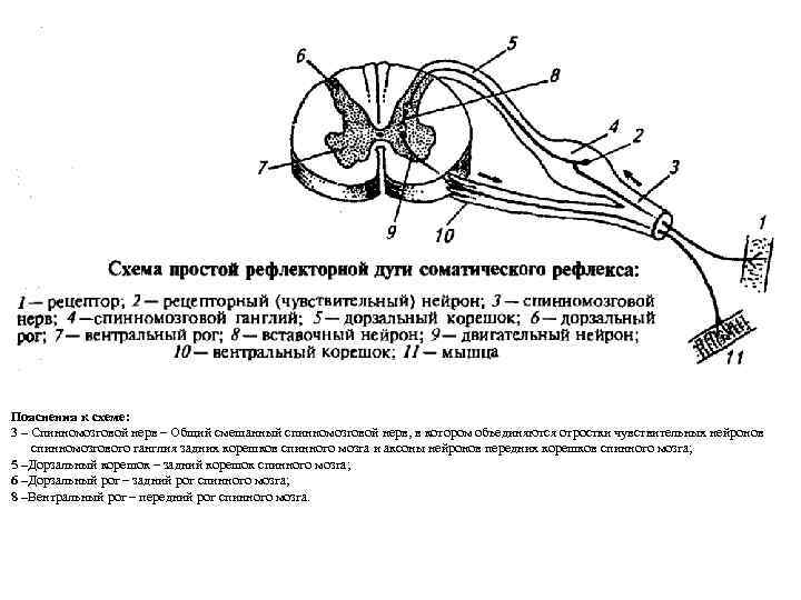 Пояснения к схеме: 3 – Спинномозговой нерв – Общий смешанный спинномозговой нерв, в котором