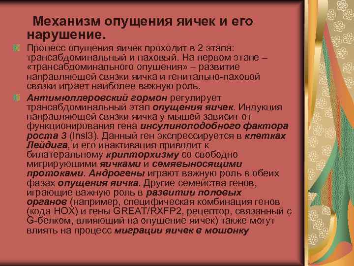  Механизм опущения яичек и его нарушение. Процесс опущения яичек проходит в 2 этапа: