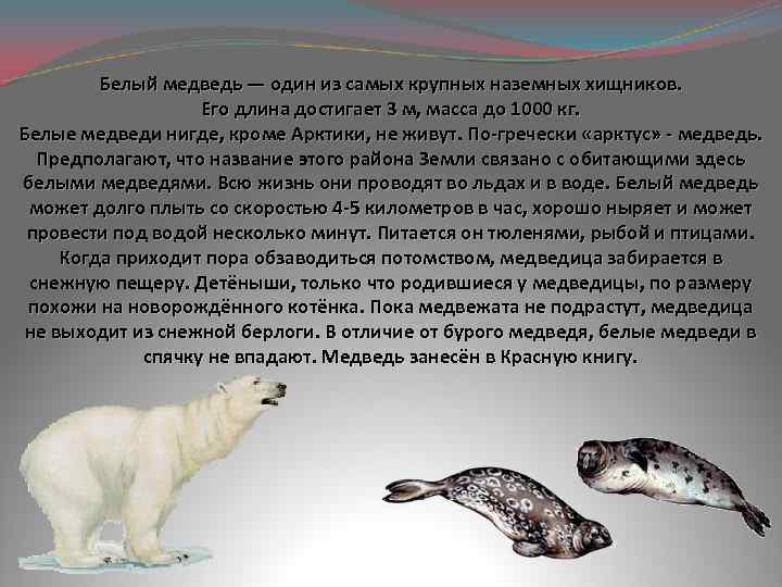 Белый медведь — один из самых крупных наземных хищников. Его длина достигает 3 м,