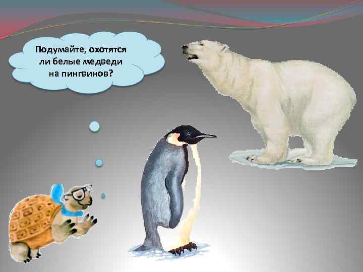 Почему медведи не охотятся на императорских пингвинов. Белый медведь охотится на пингвинов. Белый медведь и Пингвин. Охотятся ли белые медведи на пингвинов. Медведи охотятся на пингвинов.
