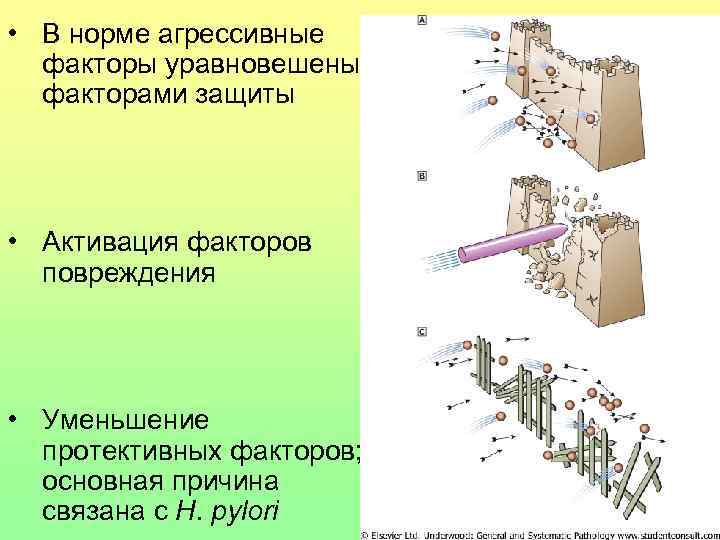  • В норме агрессивные факторы уравновешены факторами защиты • Активация факторов повреждения •