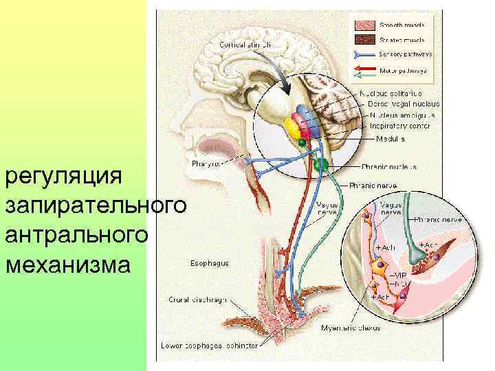регуляция запирательного антрального механизма 